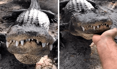 Vía Facebook: graban a tierno cocodrilo emocionado por humano que lo acaricia por primera vez [VIDEO] 