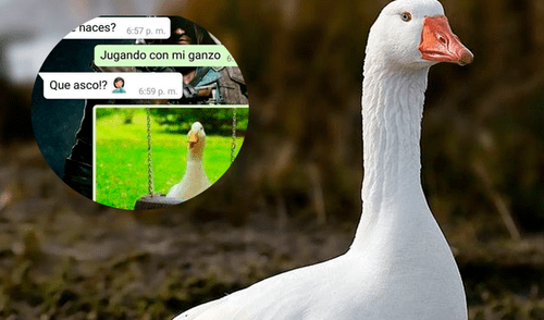 Facebook: Le confiesa a su novia que está jugando con su mascota y ella reacciona de esta forma