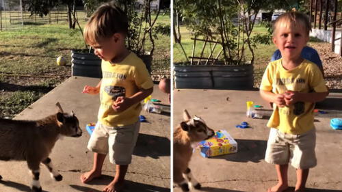 YouTube: Niño molesta a una cabra y esta le da una gran lección a los pocos segundos