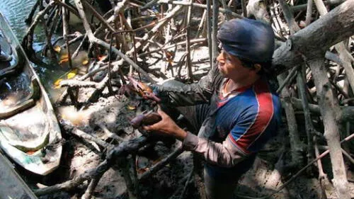 Inicia la veda del cangrejo rojo en Tumbes 