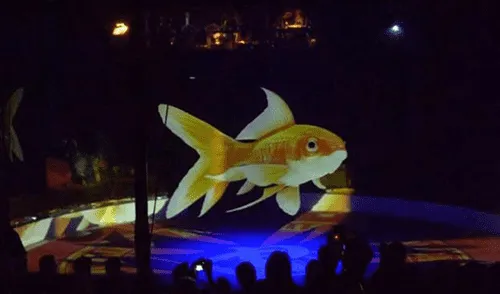 ¿Adiós a la utilización de animales silvestres en shows de circo? 