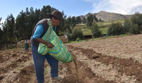 Se capacitarán a 20 pequeños productores de papa de la comunidad localizada en la provincia de Canchis en Cusco.