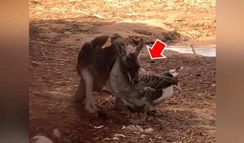 Canguro se abraza con ganso y sus muestras de cariño enamoran a miles [VIDEO] 