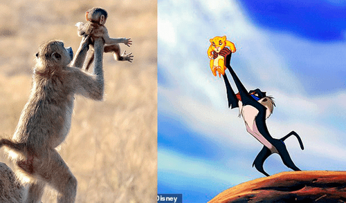 YouTube viral: primates son captados recreando escena de 'El Rey León' [VIDEO]