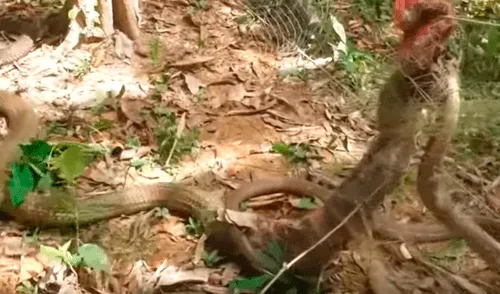 YouTube viral: dos cobras quedan atrapadas en una cerca mientras se apareaban [VIDEO]