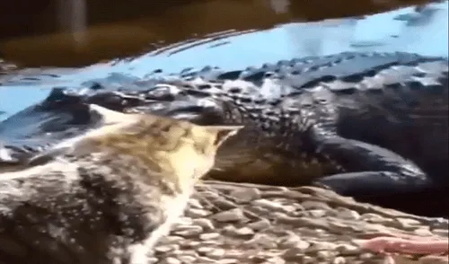 YouTube viral: gato reta a la muerte y se enfrenta sin temor alguno a gigantesco cocodrilo [VIDEO]