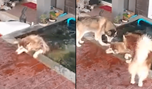 YouTube viral: perro luchaba por salir de estanque y sus amigos piden ayuda para rescatarlo [VIDEO]