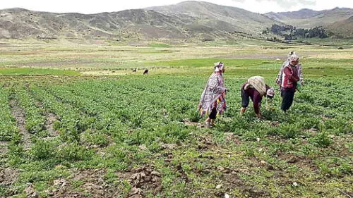 PARQUE. Un sitio donde preservan la papa para la posteridad.