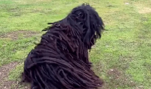 YouTube viral: Descubre extraño bulto en la calle, se asoma y queda en shock [VIDEO] 