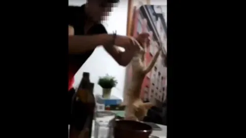Maltratan a un gato introduciéndole un cigarro encendido en la boca [FOTOS y VIDEO]