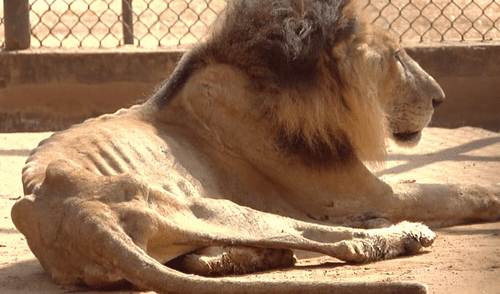 Venezuela: Cierran zoológico tras denuncias que animales mueren de hambre