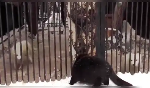 YouTube viral: zorros tienen un susto de muerte al ver a una criatura negra acercándose [VIDEO]