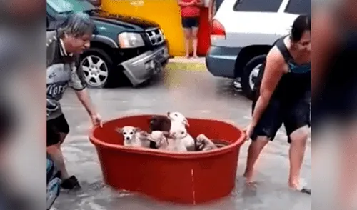 Los perros fueron puestos en una tina por sus dueños con el fin de protegerlos de la inundación. Foto: López Dóriga Digital Familia traslada a sus perros en una tina en medio de una inundación en México por el paso del huracán Hanna