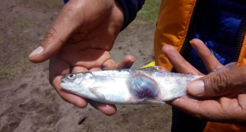 En Puno, hallan trucha con extraña malformación a causa de posible contaminación. En Puno, hallan trucha con extraña malformación a causa de posible contaminación.