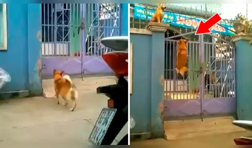 Facebook viral: perro es captado trepando una reja para ingresar a un albergue [VIDEO]