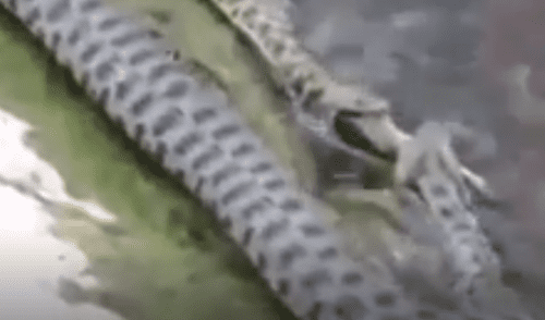 YouTube viral: captan a enormes serpientes devorando a peces en río y miles quedan en shock [VIDEO]