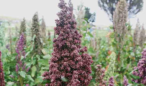 Lanzan congreso y simposio mundial sobre la quinua