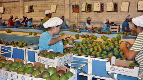 70% de exportación de mango proviene de la región Piura