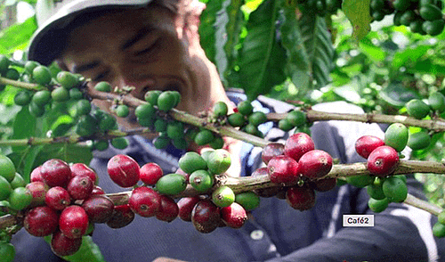 Advierten que el MEF y Minagri abandonan al sector cafetalero