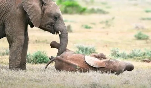 YouTube viral: elefante acaricia a su ‘hermano’ con su trompa y protagonizan tierna escena