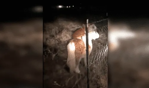 Facebook: encontró a un perro cabalgando a su pony y video causa furor en redes