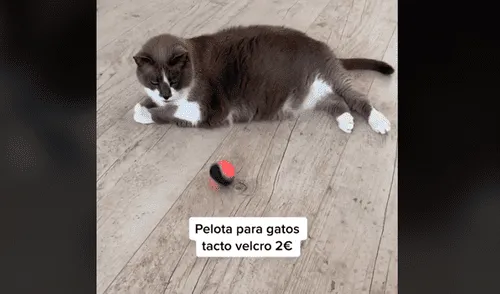 Gato se niega a jugar con su dueño, pero al ver una bola de papel tiene un curioso comportamiento