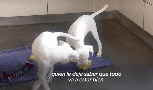 Los perros estuvieron en un refugio por varias semanas hasta que una familia los adoptó. Foto: YouTube Perros