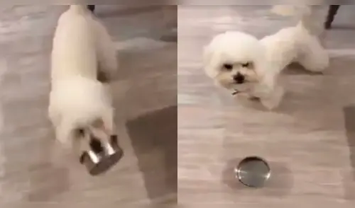 YouTube viral: Perro enfurece al ver que sus dueños no le sirvieron su comida [VIDEO]