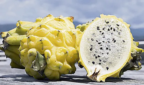 La pitahaya del cronista Bernabé Cobo 