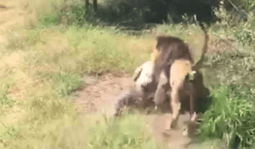 YouTube: el instante en el que león ataca al dueño de safari frente a turistas [VIDEO]