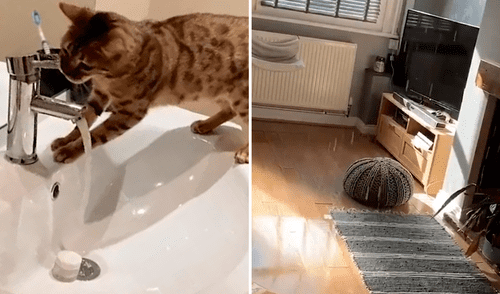 Gato aprende a abrir el caño y deja inundada la casa de su dueña mientras ella no está