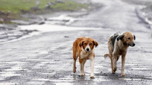 Abandono de animales