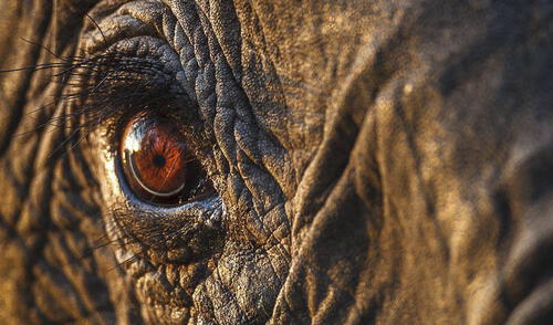 Elefante Foto: difusión