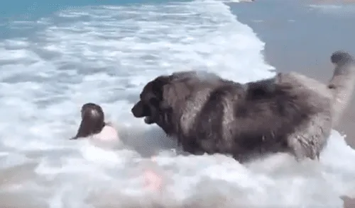 TikTok viral: Perro ve que una niña está en peligro de ahogarse y la jala hasta la orilla de playa [VIDEO]
