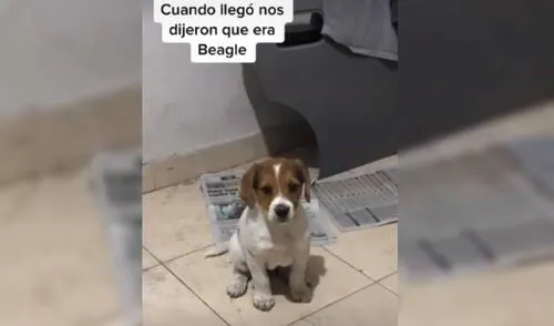Desliza las imágenes para ver cómo termina el viral de TikTok. Foto: Captura/@Moroncaro Desliza las imágenes para ver cómo termina el viral de TikTok. Foto: Captura/@Moroncaro
