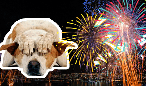 YouTube viral: de esta manera podrás evitar que tu perro sufra por los fuegos artificiales esta Navidad