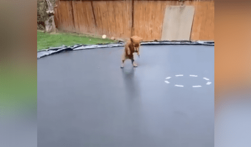 Desliza a la izquierda para conocer más sobre este nuevo video viral que ha sorprendido a miles de usuarios en Facebook. Foto: Captura. Perro salchicha