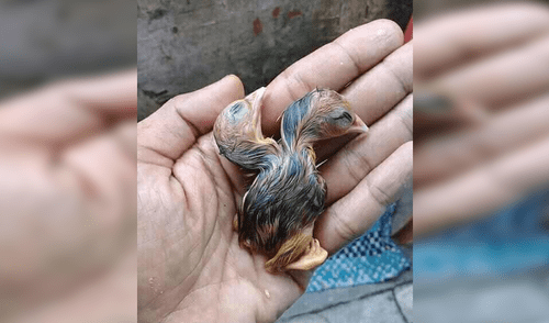 Facebook Viral: Historia del pollo de dos cabezas sorprende al mundo [FOTOS]