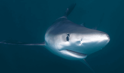 Tres de cada cuatro peruanos consume tiburón sin saberlo