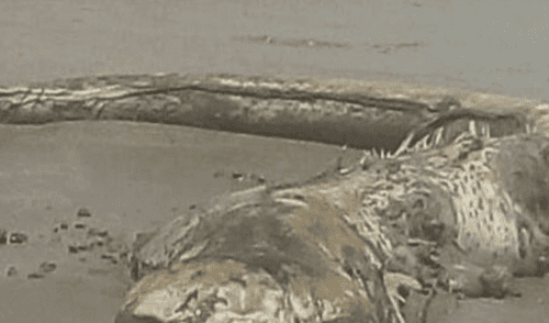 México: Desconcierto en la red por extraña criatura hallada en una playa México: Desconcierto en la red por extraña criatura hallada en una playa