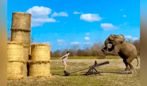elefante hombre maniobra