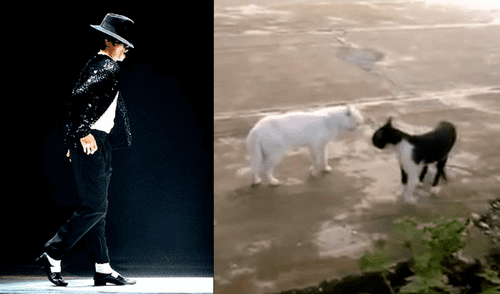 Facebook: gato baila el 'paso lunar' de Michael Jackson y sorprende a miles [VIDEO]