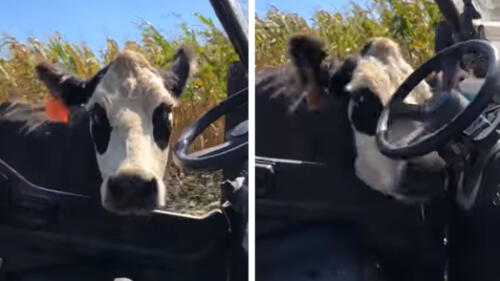 YouTube: mamá vaca se sale de control y el motivo hace llorar a todo el mundo YouTube: mamá vaca se sale de control y el motivo hace llorar a todo el mundo