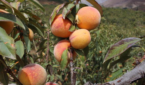 Producción de durazno. Producción de durazno.