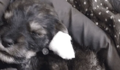 Rescatistas piden ayuda para salvar vida de cachorritos. Foto: Facebook Refugio Sanmarquino Rescatistas piden ayuda para salvar vida de cachorritos. Foto: Facebook Refugio Sanmarquino