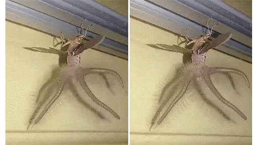 En Indonesia encuentran a un ‘insecto con tentáculos’ y su aspecto aterra las redes [VIDEO]