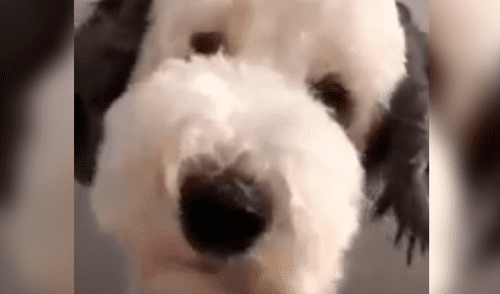 Facebook viral: Snoopy sí existe realmente y este video lo probaría