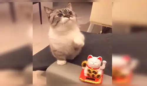 Facebook viral: pequeño felino se comporta como el 'gato chino de la suerte' y te cautivará [VIDEO] 