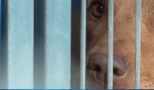 Facebook: perro abandonado roba cosas para no sentirse solo y conseguir cariño [VIDEO]