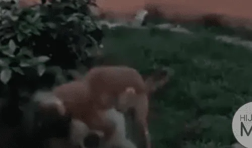 Facebook viral: niñas querían incursionar como 'youtubers' y dos perros arruinan su primer video Facebook viral: niñas querían incursionar como 'youtubers' y dos perros arruinan su primer video